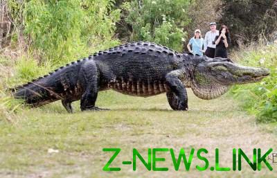 Во Флориде был замечен крокодил длиной около пяти метров. Видео