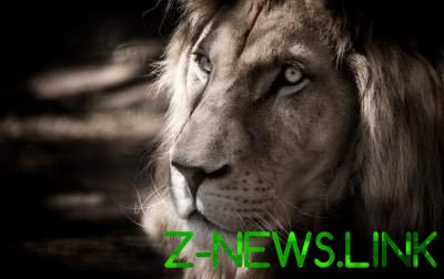 В зоопарке Кривого Рога от лев умер от инфаркта 