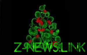 Удивительно: ученые из стволовых клеток "построили" новогоднюю елку