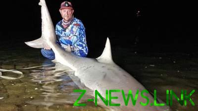 Рыбак случайно поймал тупорылую беременную акулу