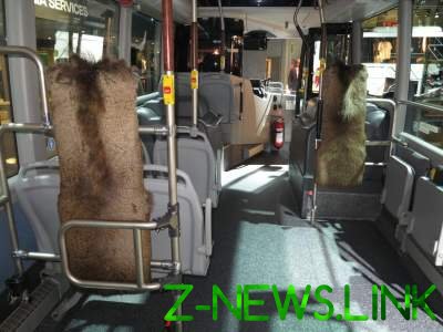 В Швеции появится городской автобус с натуральным мехом в салоне 