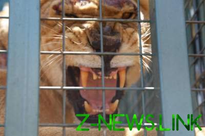 В датских зоопарках домашних животных будут скармливать тиграм и львам