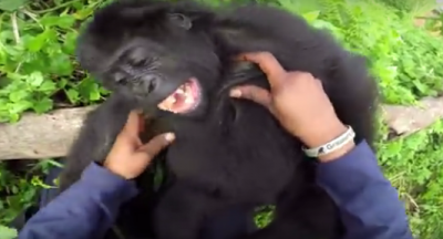 Сеть «взорвал» ролик со смеющейся от щекотки гориллой