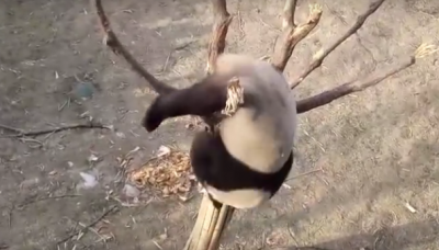 Сеть повеселила панда, застрявшая на дереве