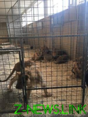 В зоопарке Кривого Рога от лев умер от инфаркта 