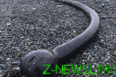 Жители Чукотки обнаружили на побережье 25-метровые змеевидные организмы