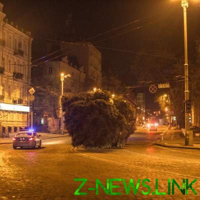В центр Киева привезли главную елку страны