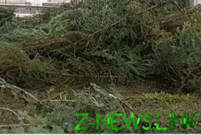 В Киеве образовались свалки непроданных елок. Видео