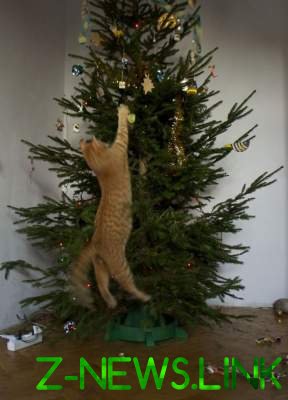 Кто кого: новогоднее противостояние котов и елок в смешной подборке фото