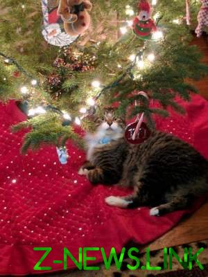 Кто кого: новогоднее противостояние котов и елок в смешной подборке фото