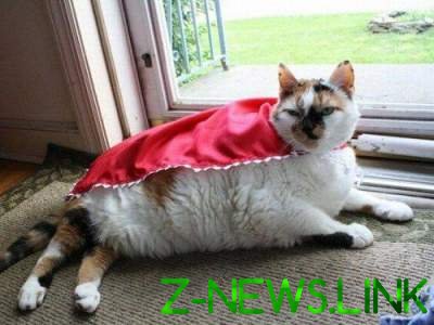  Коты-супергерои: забавные кадры с хвостатыми любимцами. Фото