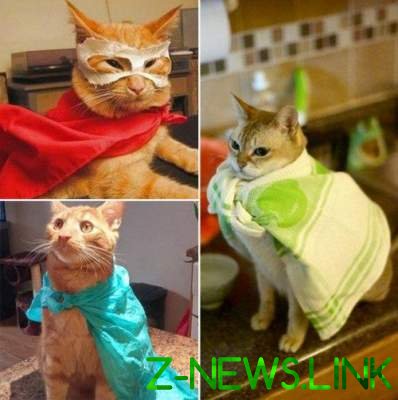  Коты-супергерои: забавные кадры с хвостатыми любимцами. Фото