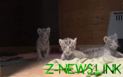 Четверо белых бенгальских тигрят родились в частном зверинце. Видео