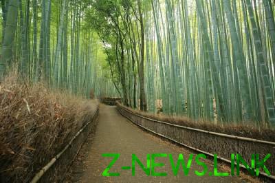 Фотограф показал бамбуковые леса в Японии. Фото