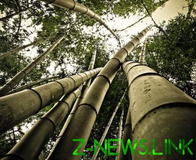 Фотограф показал бамбуковые леса в Японии. Фото