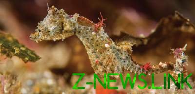 Японские зоологи открыли новый вид морских коньков