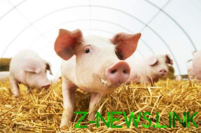Украина экспортировала рекордное количество свинины