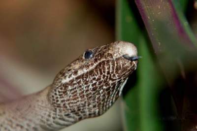 В Африке нашли новый вид смертоносных змей