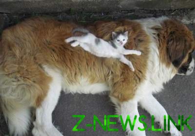 Хитрые коты, использующие собак в качестве "лежанок"