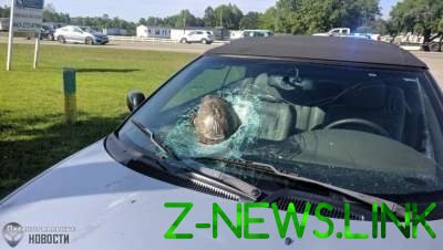 На дороге в США черепаха влетела в стекло автомобиля
