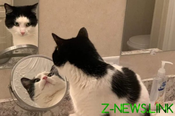 Сеть озадачила оптическая иллюзия с отражением кошки в зеркале