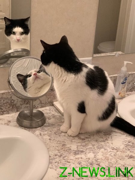 Сеть озадачила оптическая иллюзия с отражением кошки в зеркале