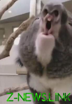Сеть насмешила коала, издающая забавные звуки