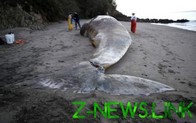 В Калифорнии погибло аномальное количество китов 