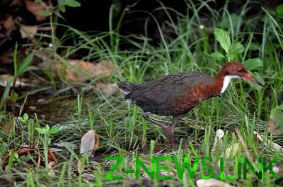 На Сейшельских островах "воскрес" вымерший вид птиц