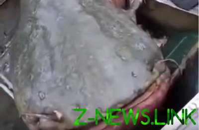 В России пенсионер поймал гигантского речного «монстра». Видео