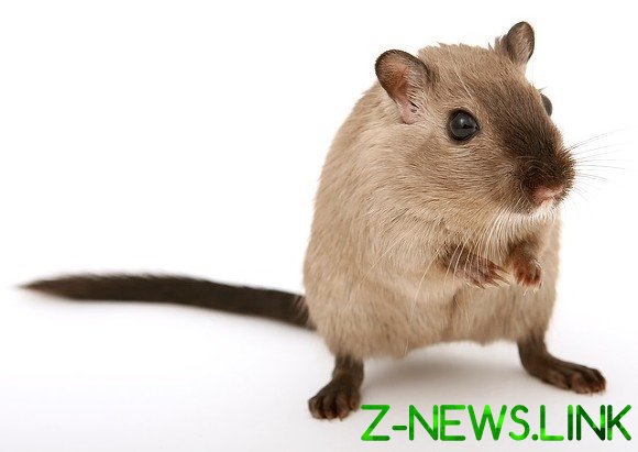 Сотни саратовчан заразились мышиной лихорадкой, погибла женщина