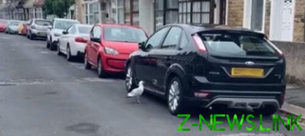 Новый хит: чайка сорвала злость на автомобилях