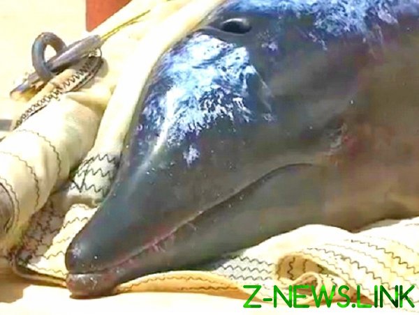 Депутат просит Минприроды и МИД эвакуировать дельфина из Ирана