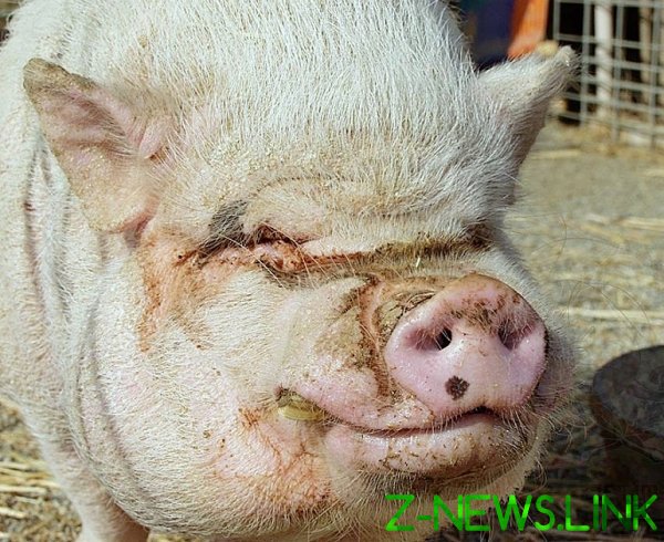 Россельхознадзор запретил поставки свиней из ЮАР и Кении