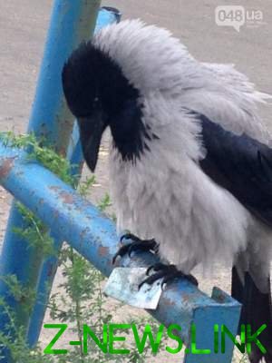 Предприимчивая ворона из Одессы стала звездой Сети