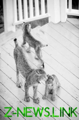 «На фотосессию»: рысь привела к дому фотографа своих детенышей