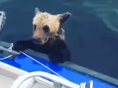 Российские рыбаки спасли жизнь тонущего медвеженка. Видео