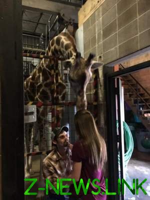 Жираф помог американцу сделать девушке забавное предложение