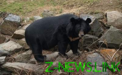 Голод не тетка: в США медведица с медвежатами наведались в пиццерию