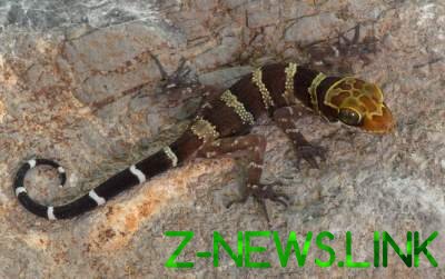 Ученые открыли в Мьянме 19 новых видов гекконов