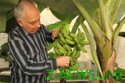 В Украине могут начать выращивать бананы, - эксперт
