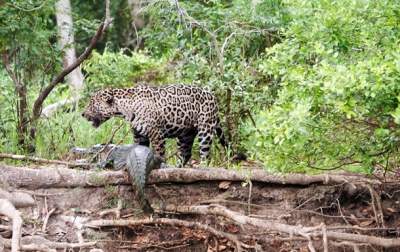 Жуткие кадры: смертельная схватка разъяренного каймана с ягуаром. Видео