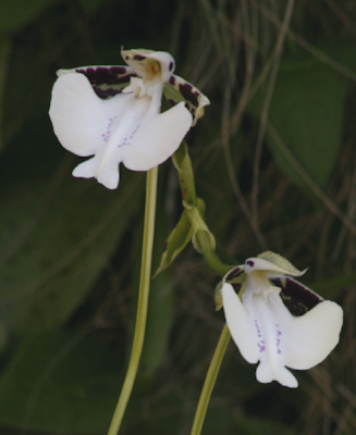 Исследователи обнаружили редкую орхидею с запахом шампанского