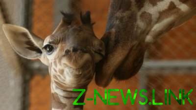 На Киевщине в частном зоопарке радостное пополнение: трогательные фото