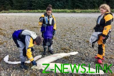 "Чудище морское": на Аляске обнаружены останки неизвестного существа 