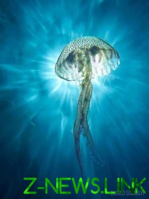 Впечатляющие работы лучших в мире подводных фотографов. Фото 