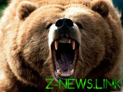 В России сбежавший из зоопарка медведь убил пенсионера