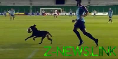Собака устроила зрелищное шоу на футбольном матче. Видео 