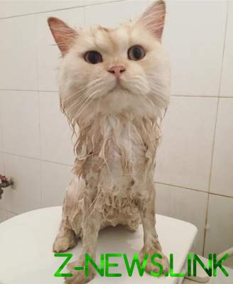 Балдеющий от водных процедур кот стал звездой Instagram