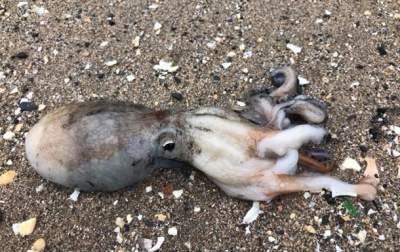 Англичане в шоке: пляжи Уэльса атакуют осьминоги. Видео